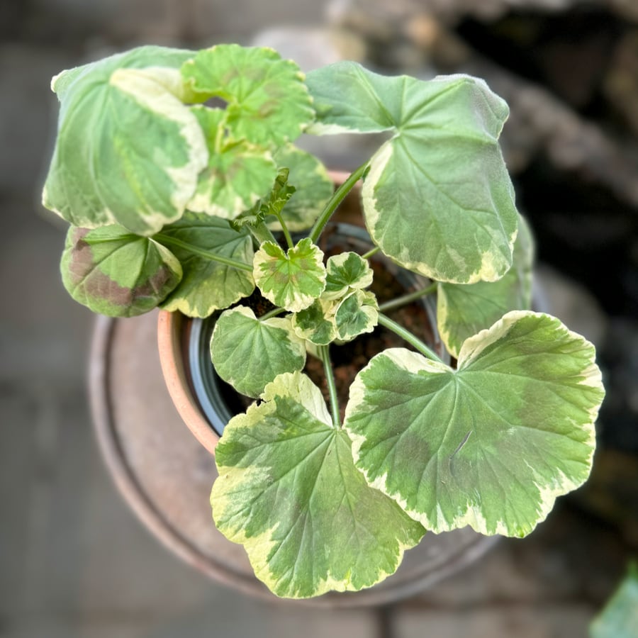 Pelargon Dolly Vardon Pink, blad