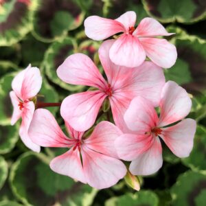 Pelargon Dolly Vardon Pink, blommor