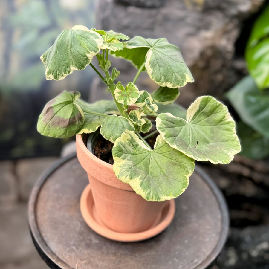 Pelargon Dolly Vardon Pink, ung planta