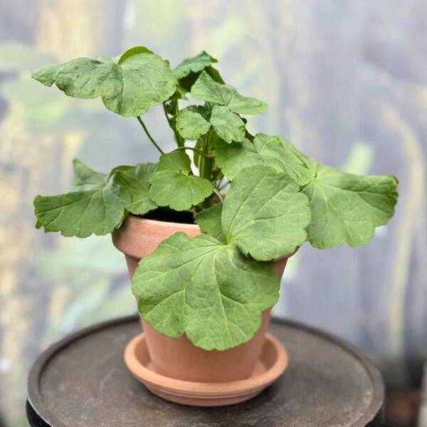 Pelargon Flyinges Pärla, ung planta
