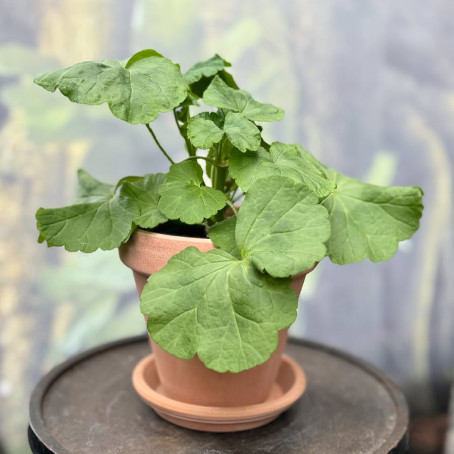 Pelargon Flyinges Pärla, ung planta