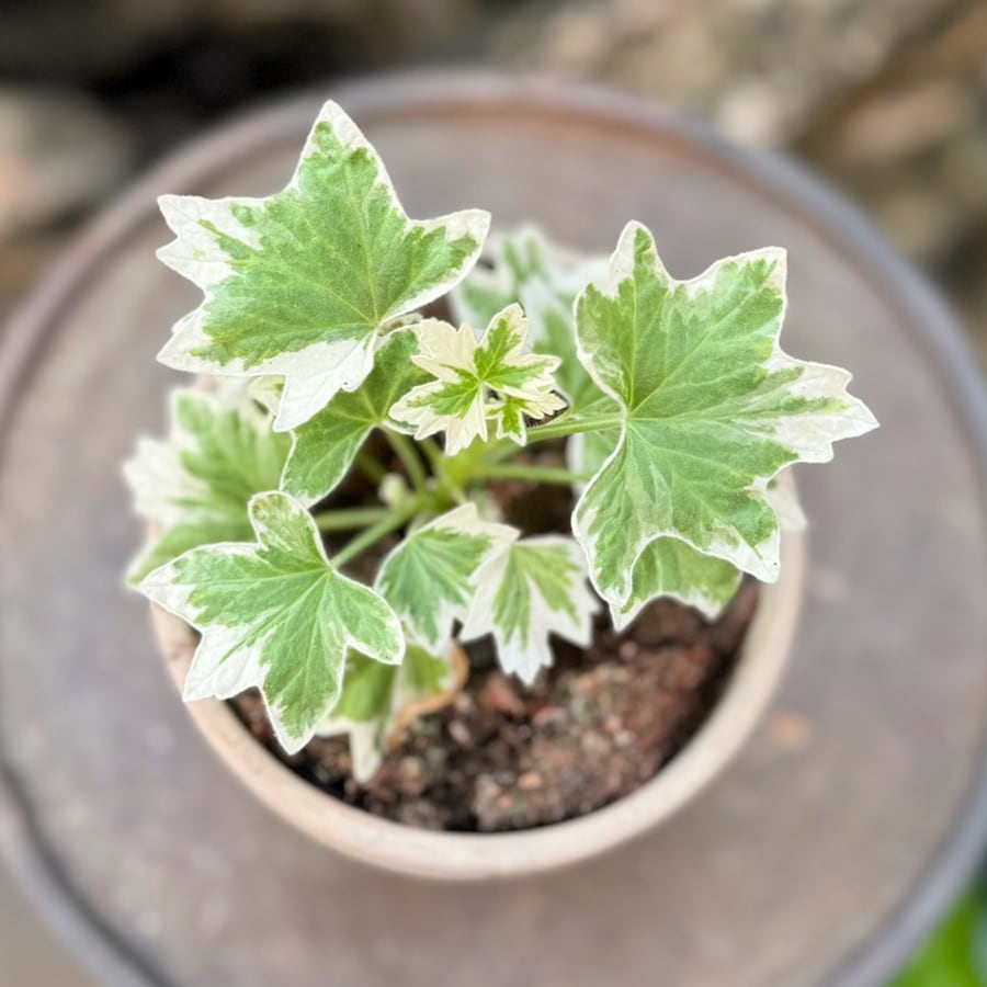 Pelargon Rushmoor Jazz, blad