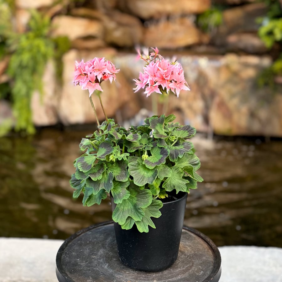 Pelargon Summer Twist Rose, blommande planta, Årets Pelargon 2025