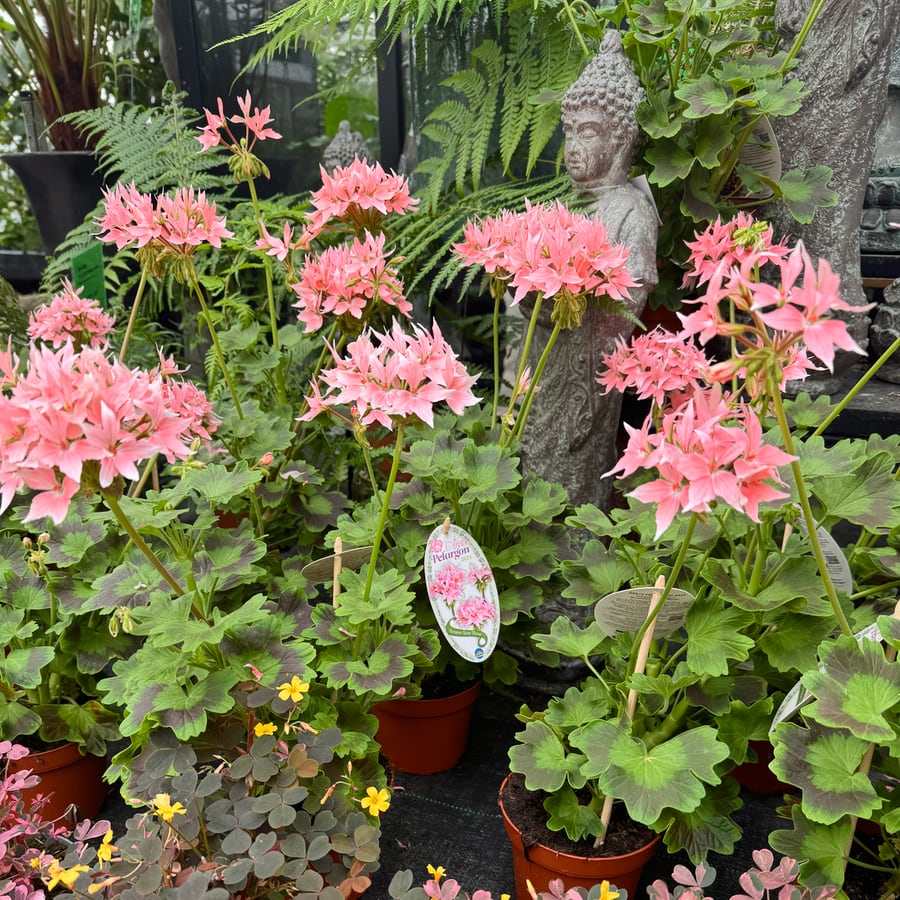Pelargon Summer Twist Rose, blommande plantor