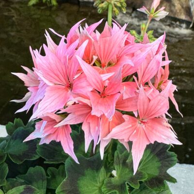 Pelargon Summer Twist Rose, Årets Pelargon 2025, blommor
