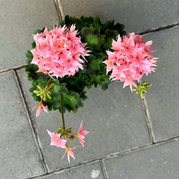 Pelargon Summer Twist Rose, Årets Pelargon 2025, uppifrån