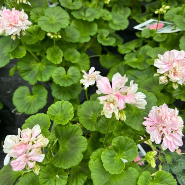 Pelargon Susan Payne, blommande plantor