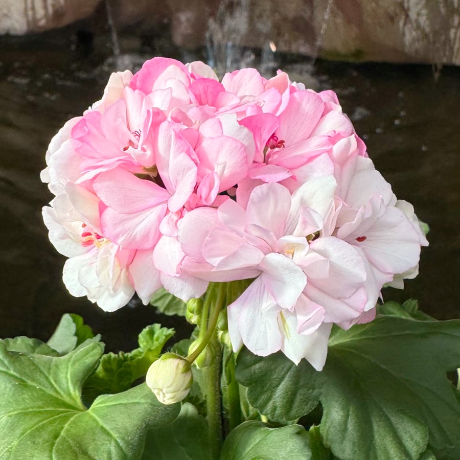 Pelargonium Survivor Idols Paperbloom, i blom