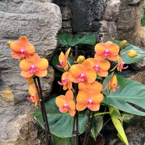 Phalaenopsis Afra, blommor