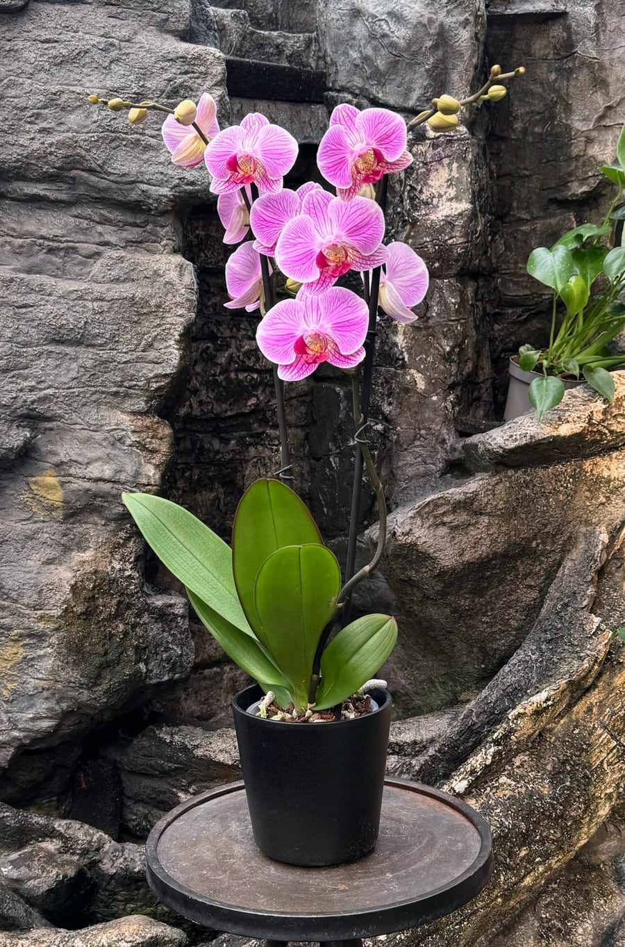 Phalaenopsis Anthura Cleveland, 2 stänglar