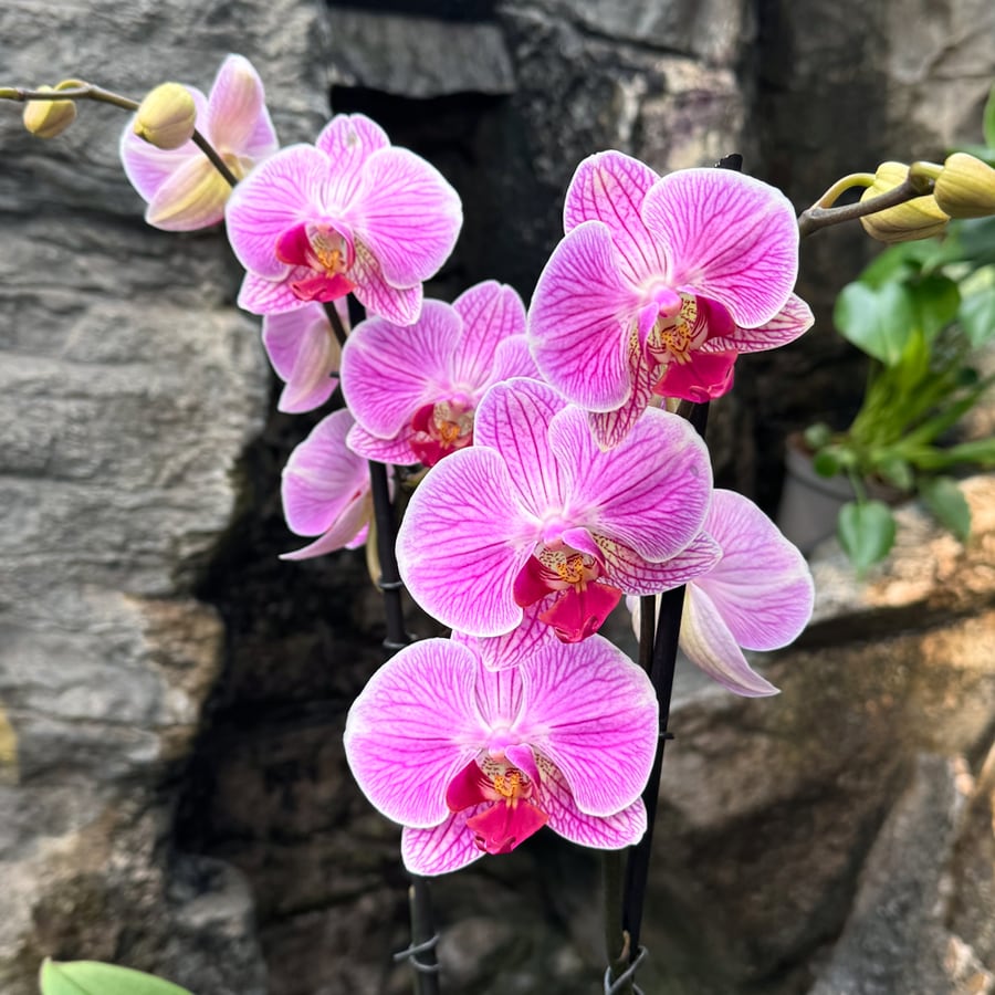 Phalaenopsis Anthura Cleveland, blommor