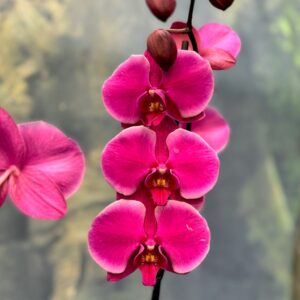 Phalaenopsis Anthura Johannesburg, blommor