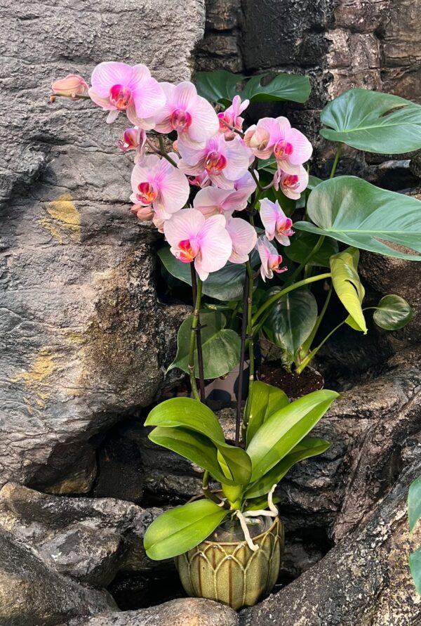 Phalaenopsis Anthura Madrid, 2 stänglar