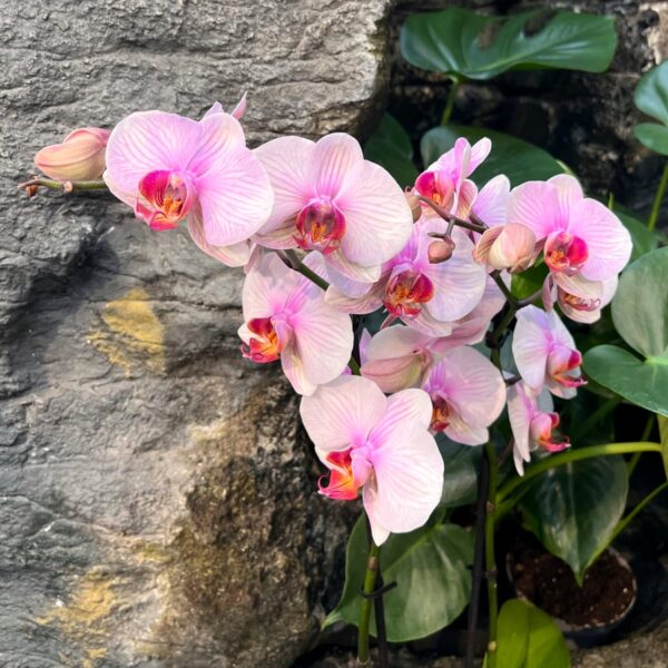 Phalaenopsis Anthura Madrid, blommor