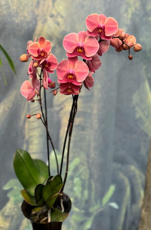 Phalaenopsis Anthura Narbonne, 2 stänglar