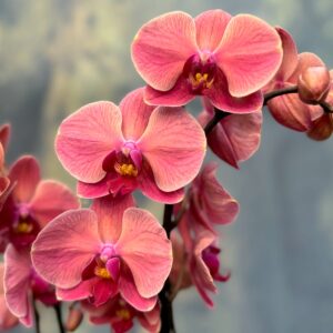 Phalaenopsis Anthura Narbonne, blommor