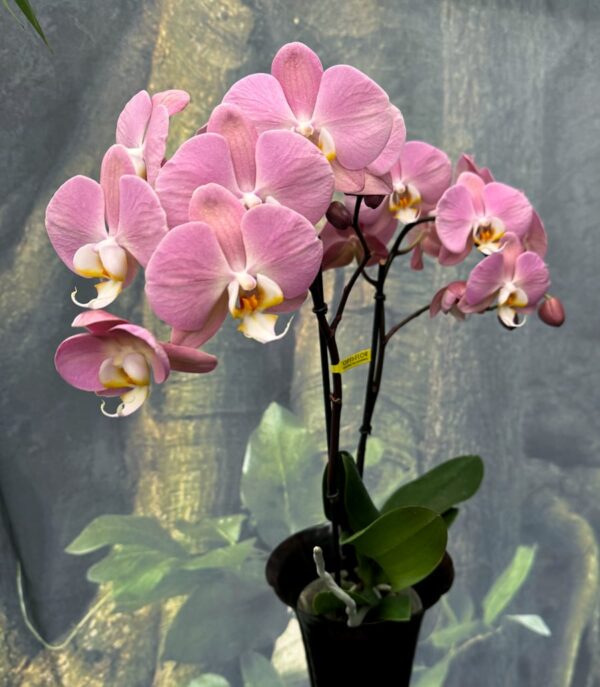 Phalaenopsis Anthura Padova, 2 stänglar