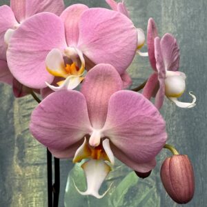 Phalaenopsis Anthura Padova, blommor