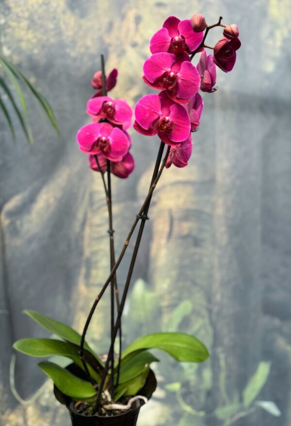 Phalaenopsis Anthura Stellenbosch, 2 stänglar