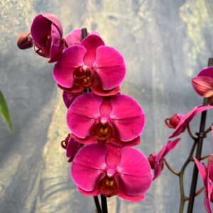 Phalaenopsis Anthura Stellenbosch, blommor