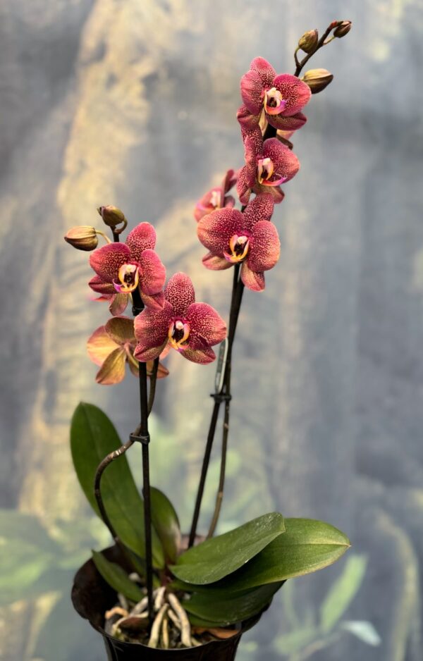 Phalaenopsis Anthura Toulon, 2 stänglar