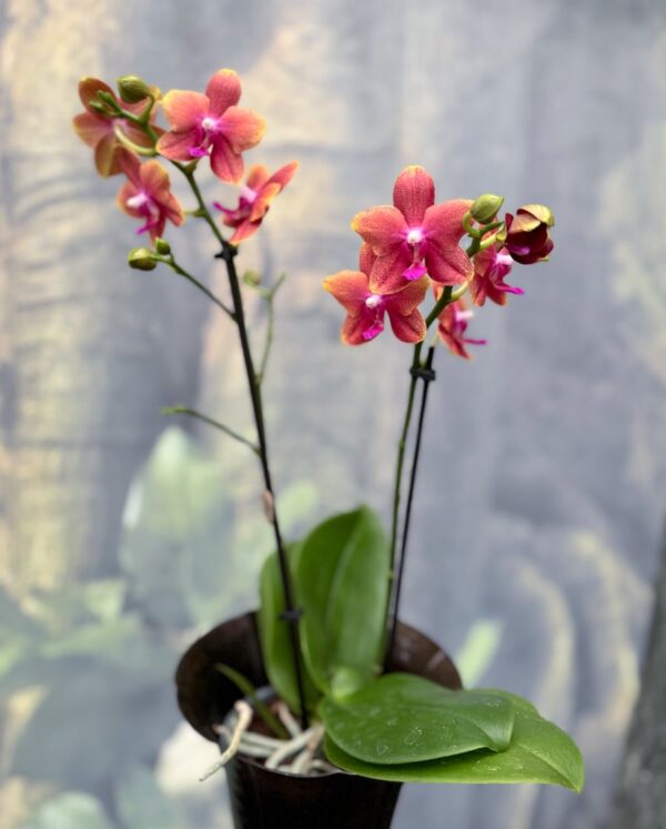Phalaenopsis Bolgheri, 2 stänglar