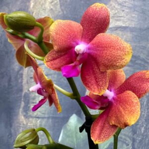 Phalaenopsis Bolgheri, blommor