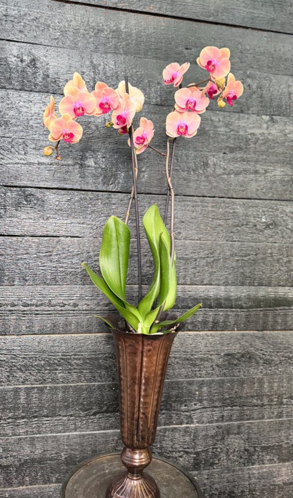 Phalaenopsis Caribbean Dream, 2 stänglar