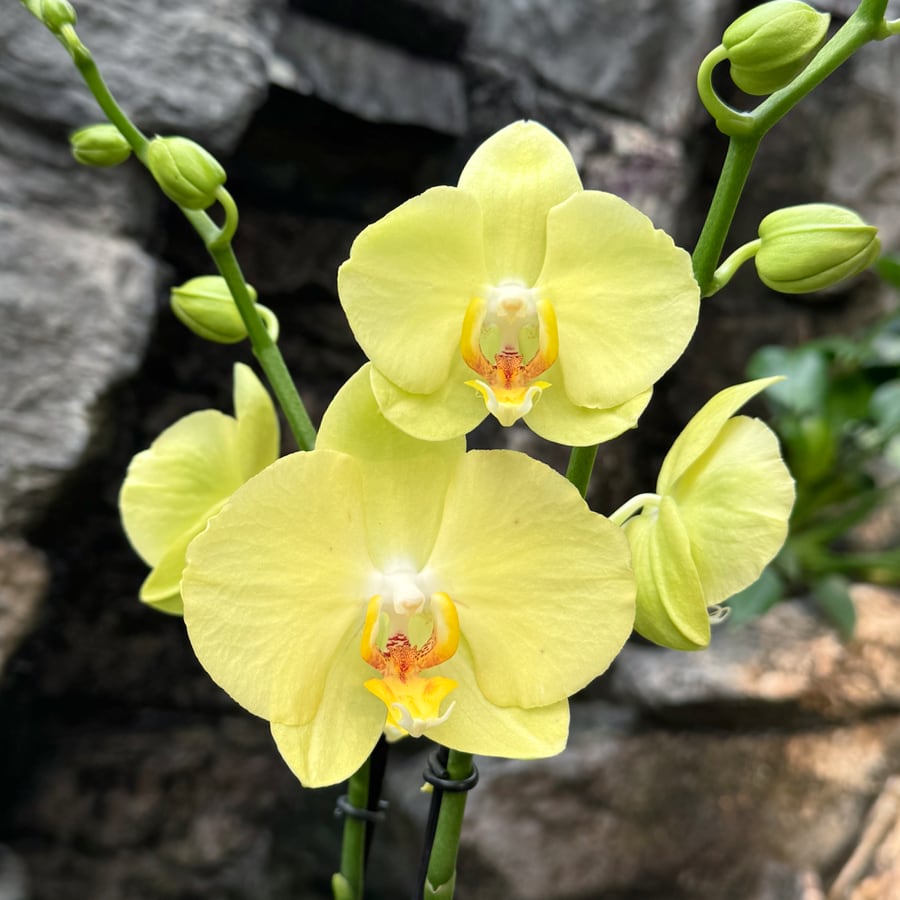 Phalaenopsis Ferrara, blommor