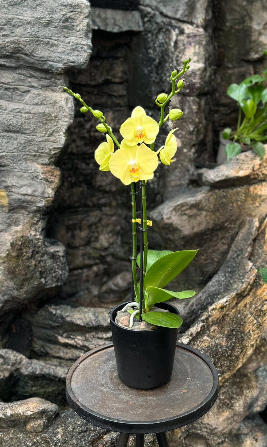 Phalaenopsis Ferrara, i blom
