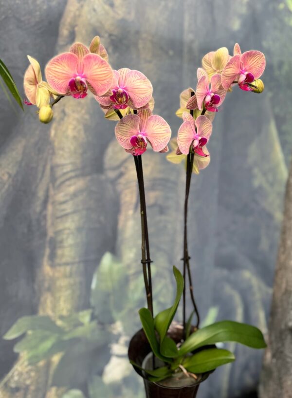 Phalaenopsis Golden Leopard, 2 stänglar