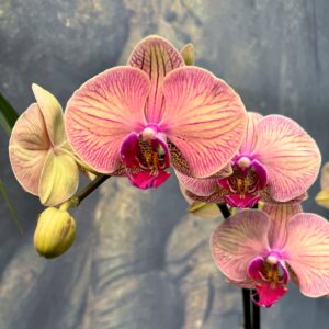 Phalaenopsis Golden Leopard, blommor