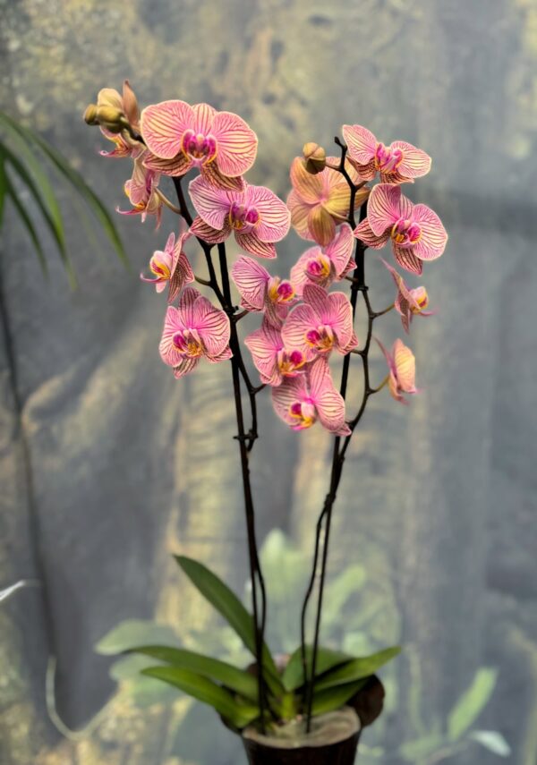 Phalaenopsis Jupiter, 2 stänglar