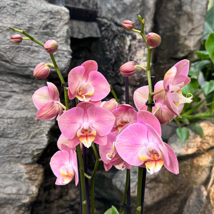 Phalaenopsis King Car Honey Peach, blommor