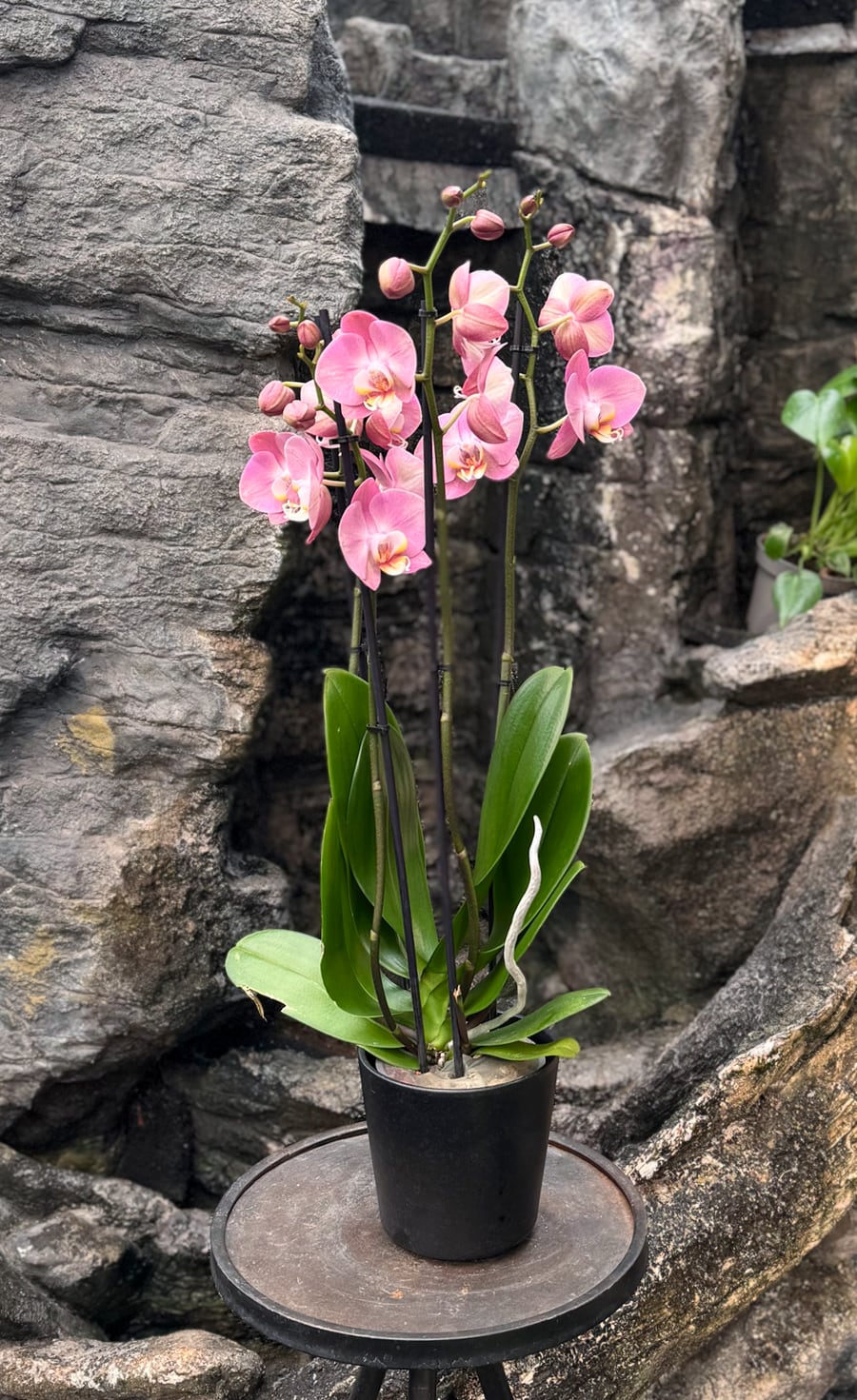 Phalaenopsis King Car Honey Peach, i blom