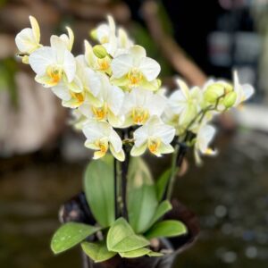 Phalaenopsis Lausanne, blommor