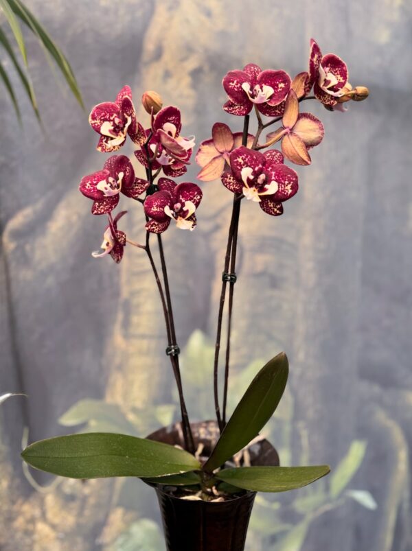 Phalaenopsis Limited 1, 2 stänglar