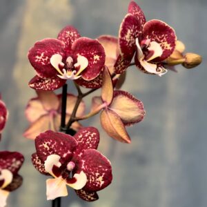 Phalaenopsis Limited 1, blommor