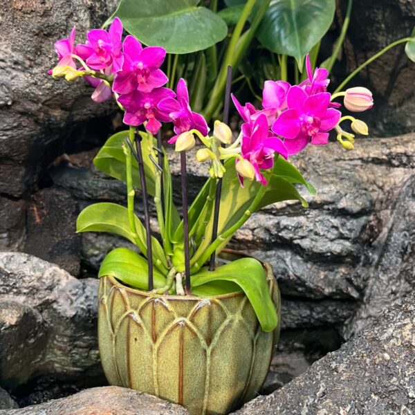Phalaenopsis Limited 9, 4 stänglar