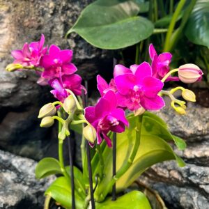 Phalaenopsis Limited 9, blommor