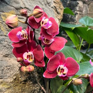 Phalaenopsis Magdalena, blommor