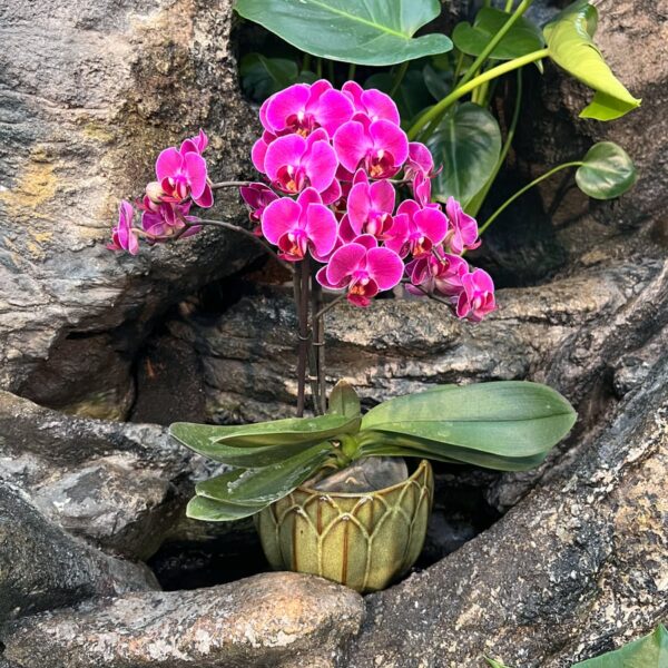 Phalaenopsis Morelia, 2 stänglar