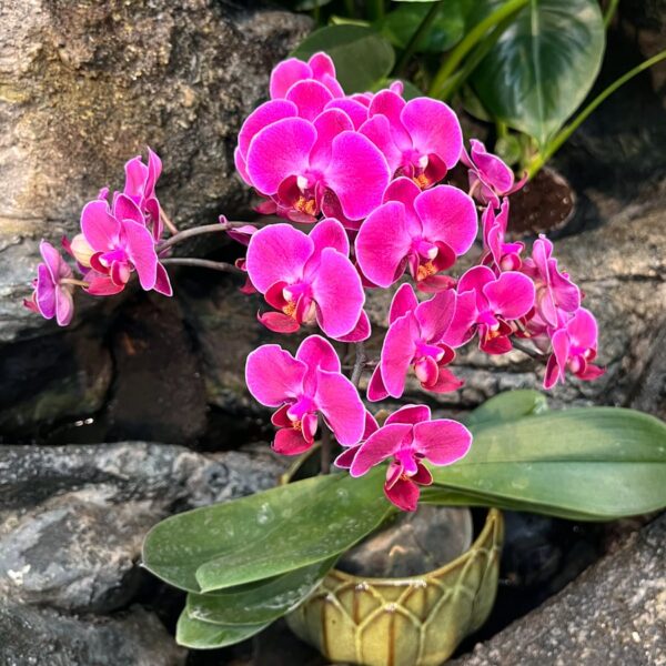 Phalaenopsis Morelia, blommor