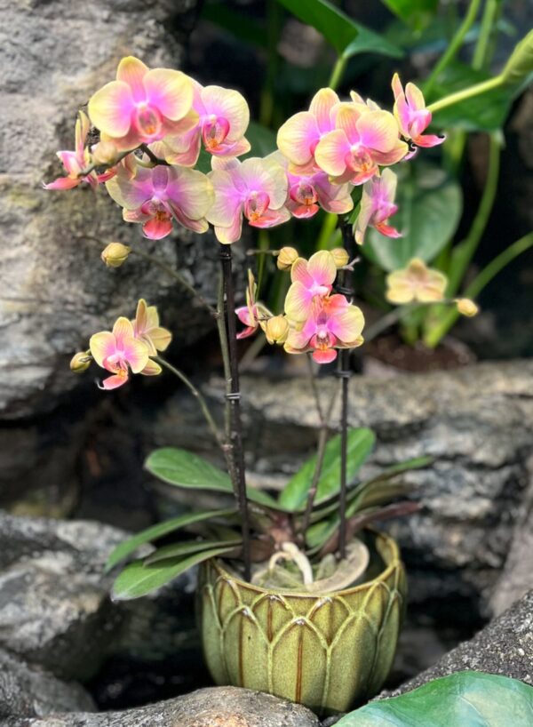 Phalaenopsis Multiflora Exclusivo Belle Helene, 2 stänglar