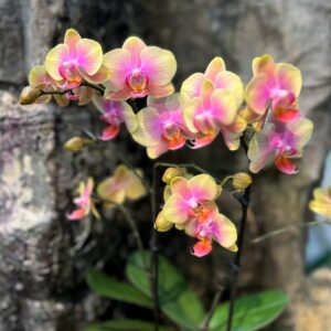 Phalaenopsis Multiflora Exclusivo Belle Helene, blommor