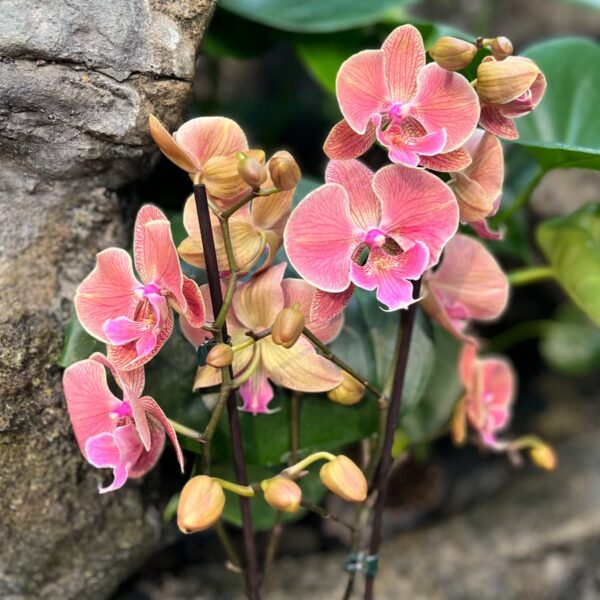 Phalaenopsis Nina, blommor
