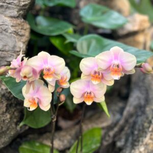 Phalaenopsis Optistar Peaches, blommor