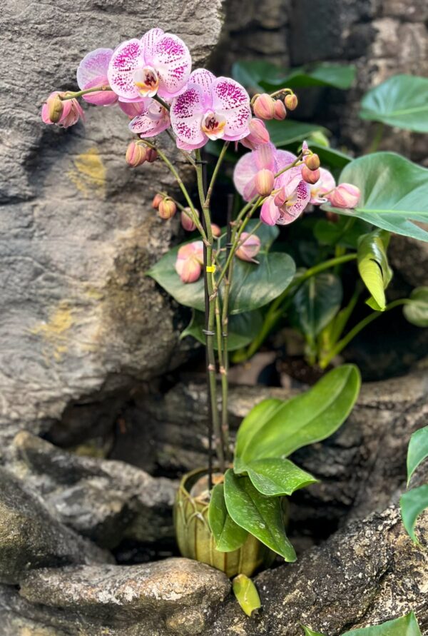 Phalaenopsis Optistar Sorano, 2 stänglar