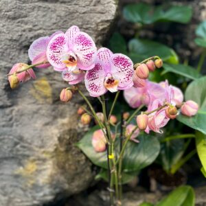 Phalaenopsis Optistar Sorano, blommor