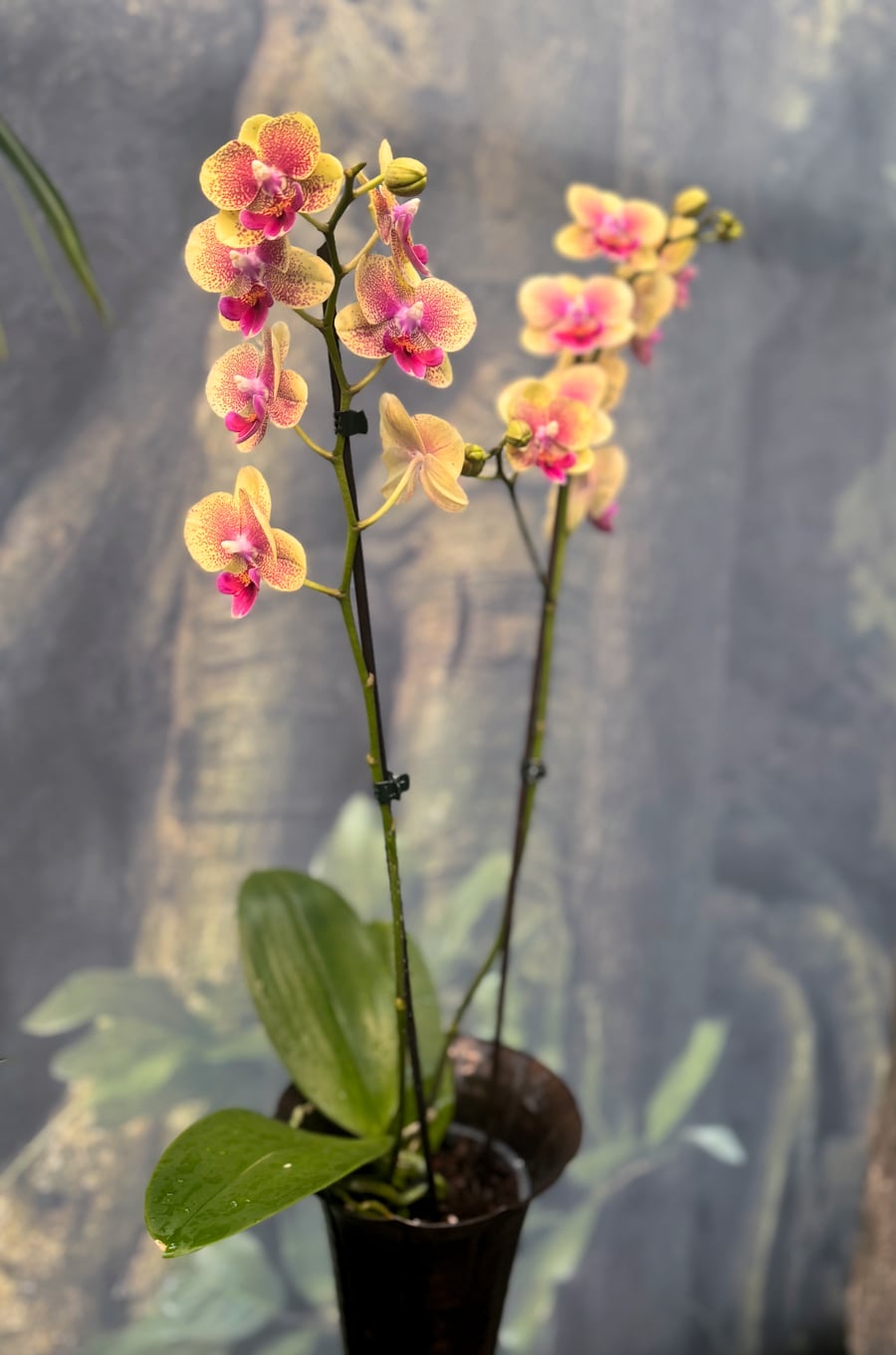 Phalaenopsis Papagayo, 2 stänglar